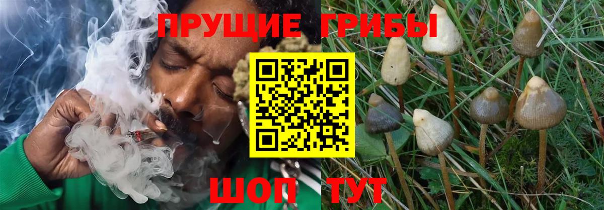 Псилоцибиновые грибы GOLDEN TEACHER Петрозаводск